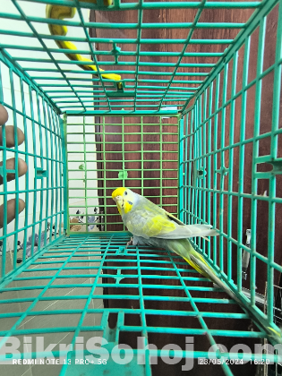 Budgi